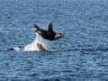 California Sealions