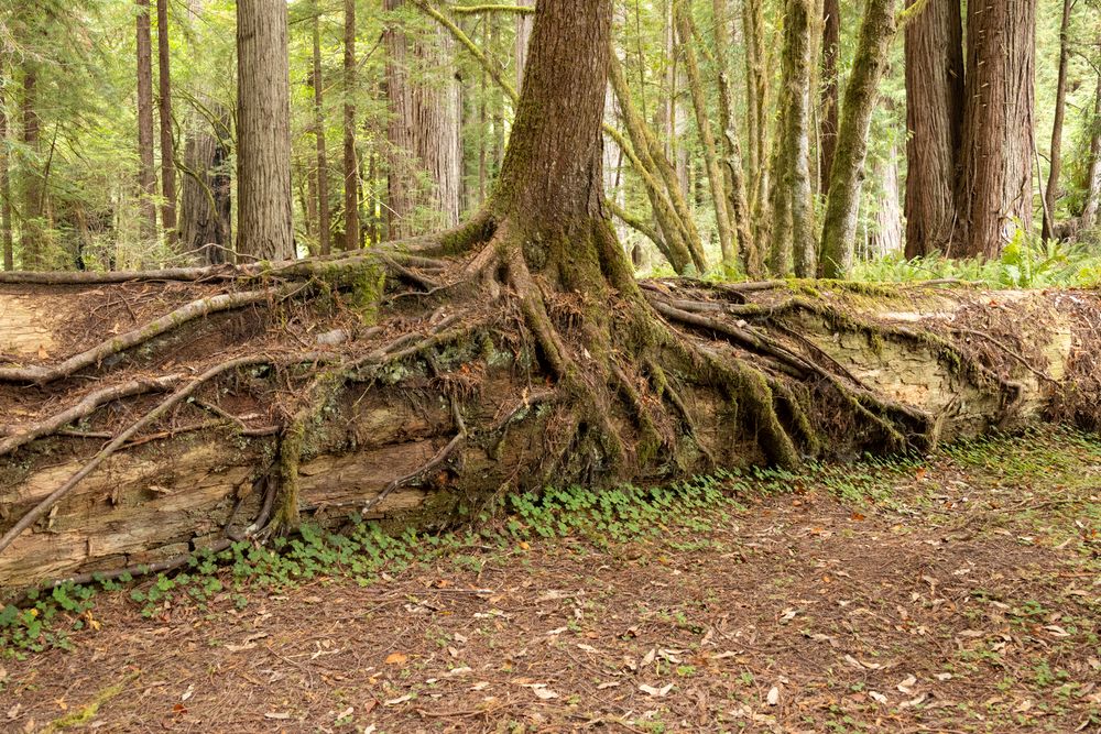 Spruce growing over redwood log