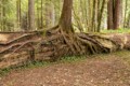 Spruce growing over redwood log