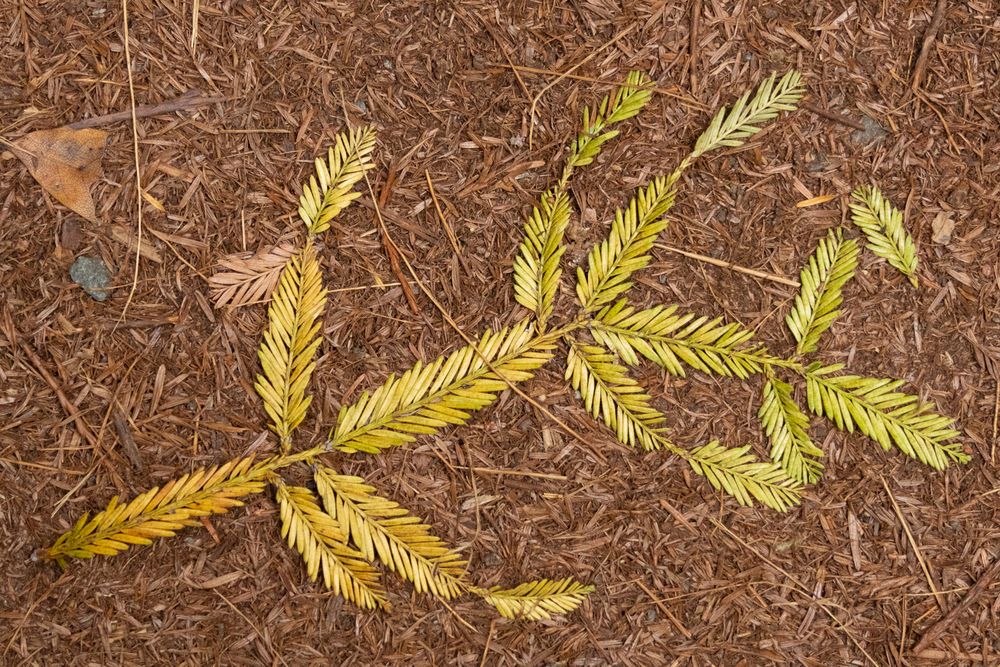 Redwood leaves