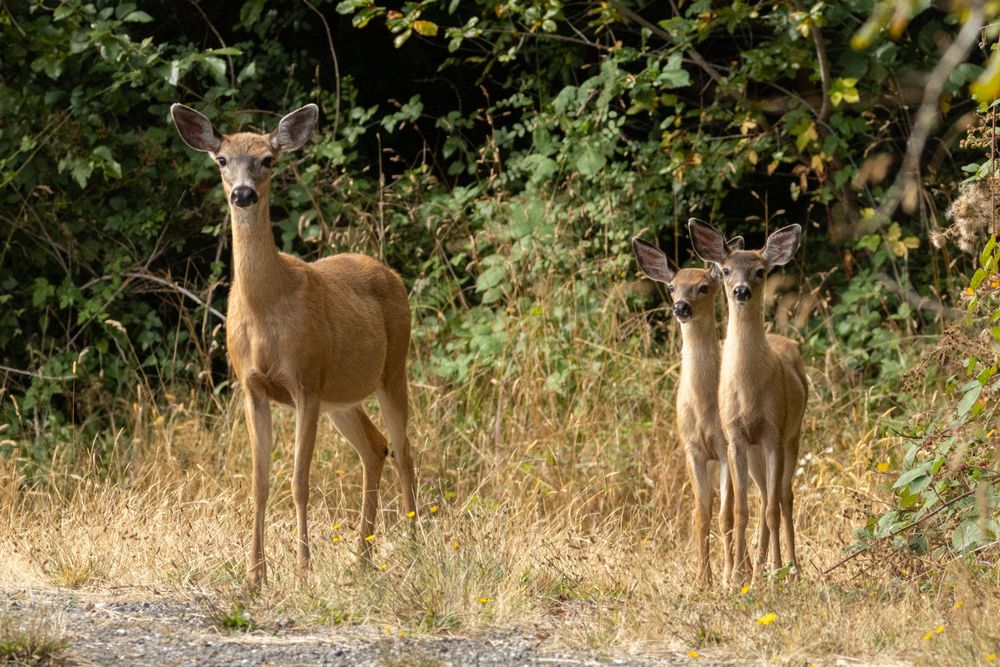Black-tailed Deer