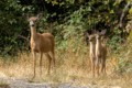 Black-tailed Deer