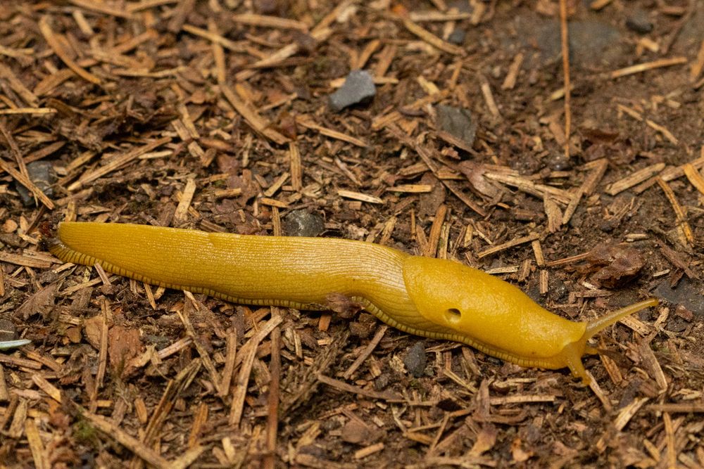 Banana slug