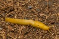 Banana slug