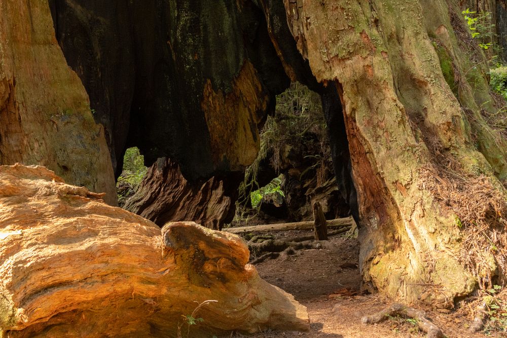 Hollow redwood stump