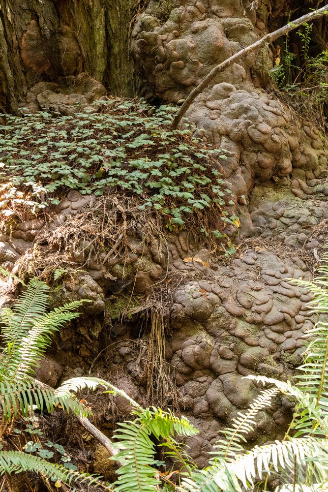 Redwood burl