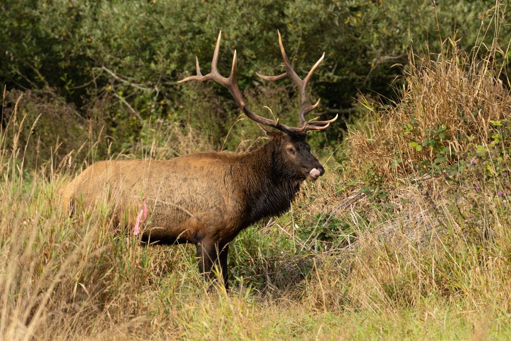 Roosevelt elk