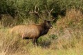 Roosevelt elk