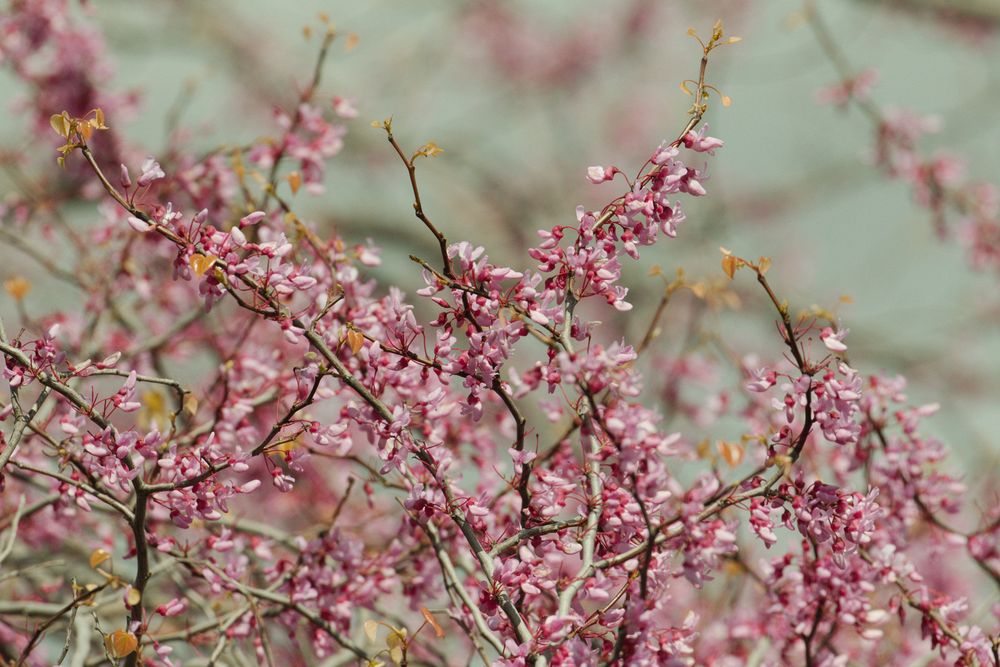 Western Redbud