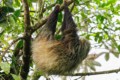 Three-toed Sloth (Bradypus variegatus)