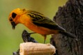 Golden Tanager (Tangara arthus)