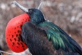 Great Frigatebird (Fregata minor) - male