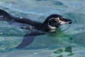 Gal?pagos Penguin (Spheniscus mendiculus)