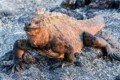 Marine Iguana (Amblyrhynchus cristatus)