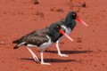 American oystercatchers (Haematopus palliatus)