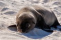 Galpagos sea lion (Zalophus wollebaeki) - 1 day old pup