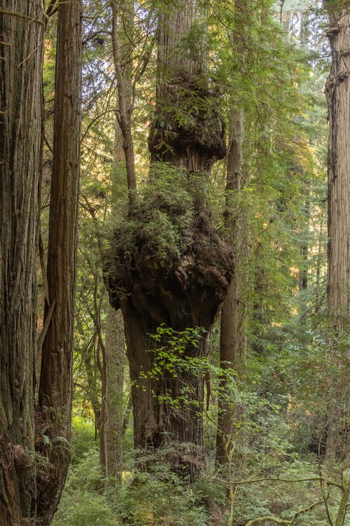 Prairie Creek Redwoods State Park