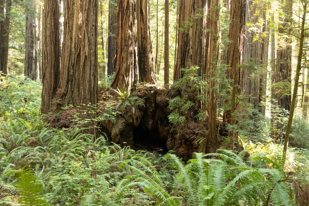 Prairie Creek Redwoods State Park