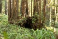 Prairie Creek Redwoods State Park - May 12, 2023