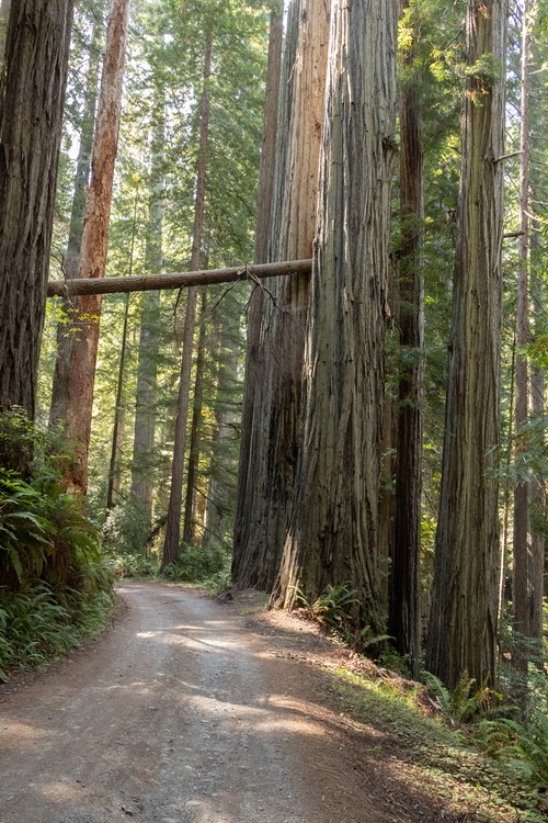 Prairie Creek Redwoods State Park