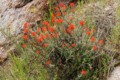 Indian Paintbrush