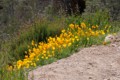 California Poppies