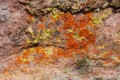 Lichen