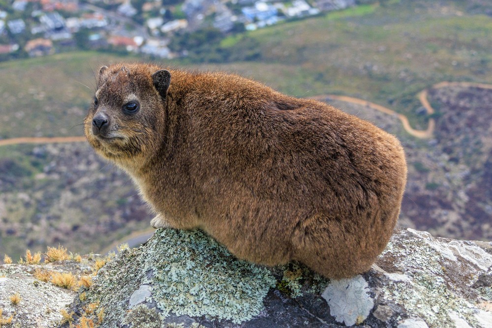 Hyrax