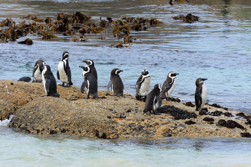 African Penguins - Boulders Beach