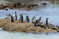 African Penguins - Boulders Beach