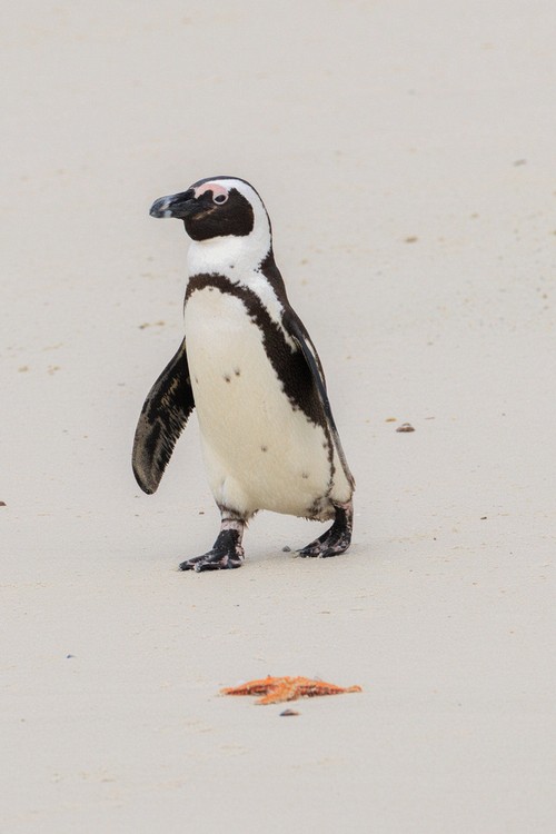 African Penguin - Boulders Beach