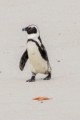 African Penguin - Boulders Beach