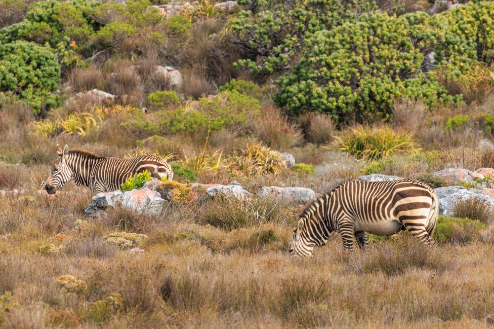 Brown Zebra - Table Mountain NP