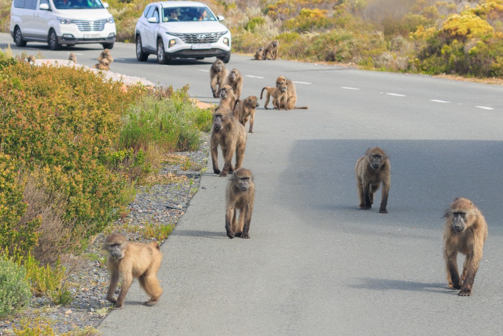 Baboons - Table Mountain NP