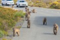 Baboons - Table Mountain NP