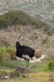 Male Ostrich - Table Mountain NP