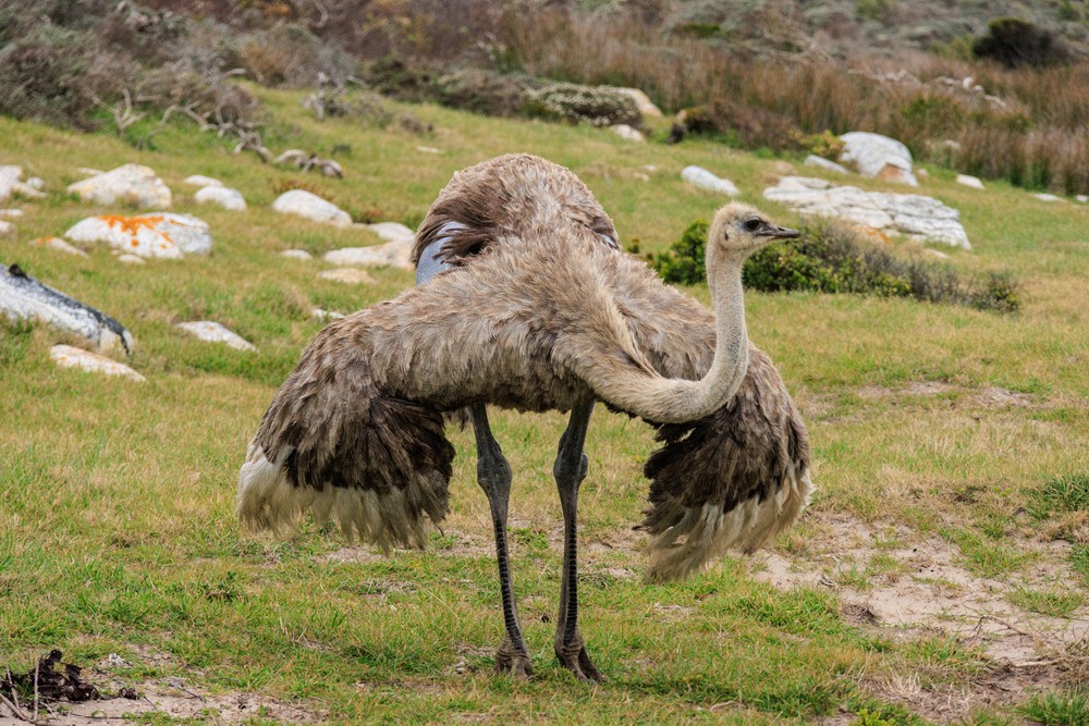Female Ostrich - Table Mountain NP