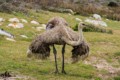 Female Ostrich - Table Mountain NP