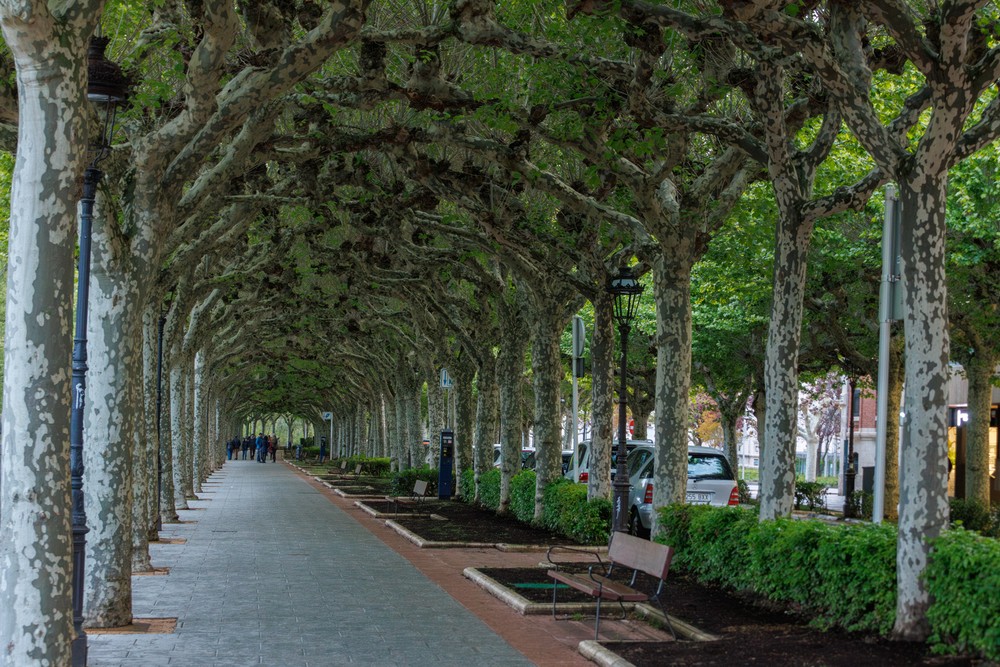 Burgos - London Plane trees grafted together