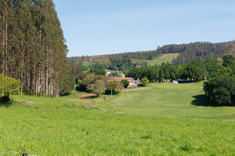 Pasture - Galicia