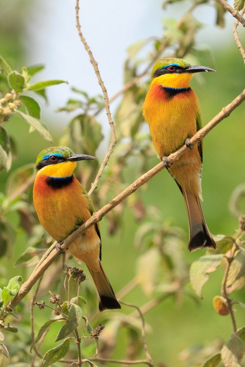 Little bee-eaters