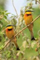 Little bee-eaters