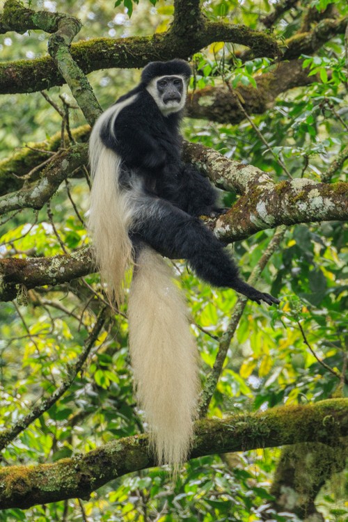 Black-and-white colobus