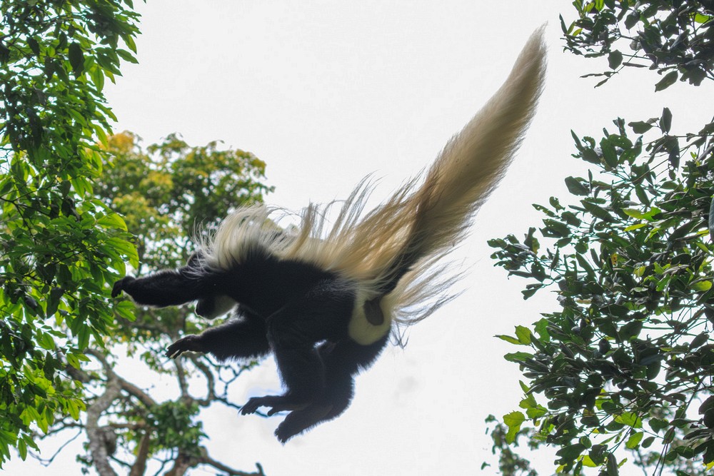 Black-and-white colobus