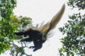 Black-and-white colobus