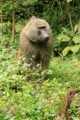 Baboon