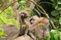 Baboons