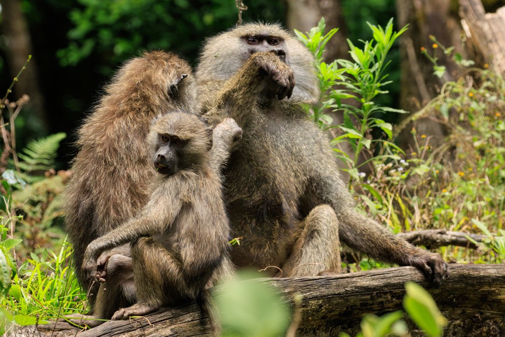 Baboons