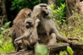 Baboons