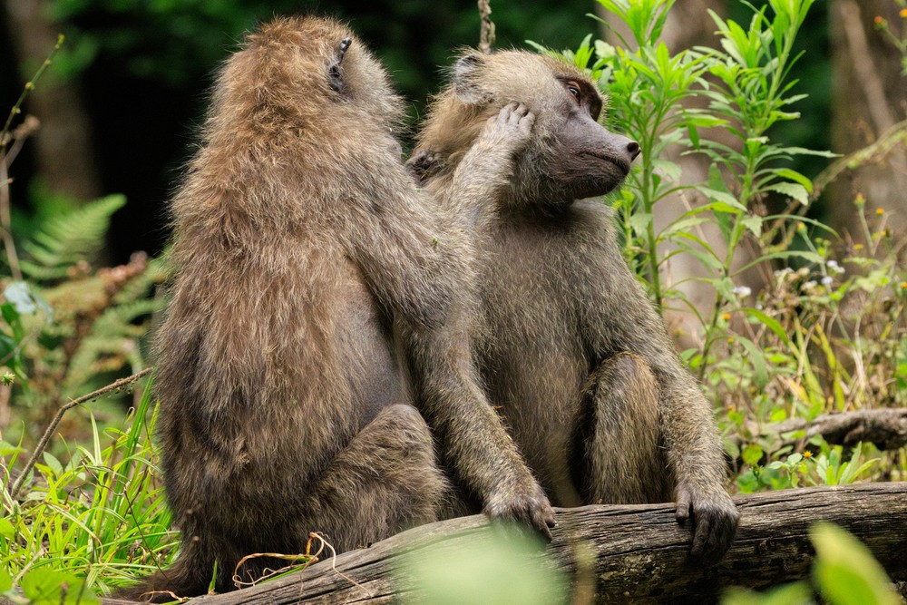 Baboons